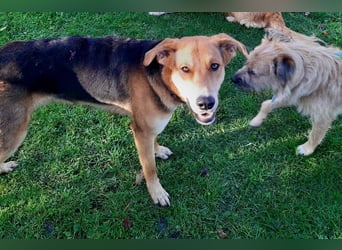 Lemmy - Verstehen Sie Hund? (07806 Weira)