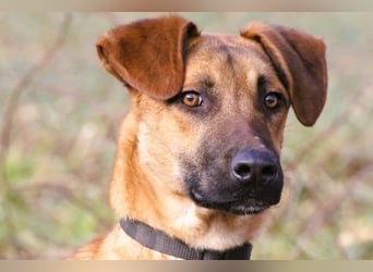 Maddox sucht Menschen, die ihm die Welt zeigen (73630 Remshalden)