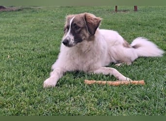 Ozora möchte überzeugen (84104 Rudelzhausen)