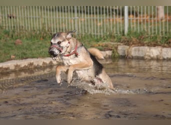 Rudi sehnt sich nach seiner eigenen Familie (84152 Mengkofen)