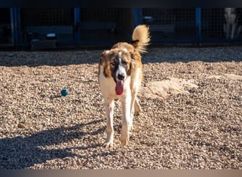 Bandon sucht sein großes Glück