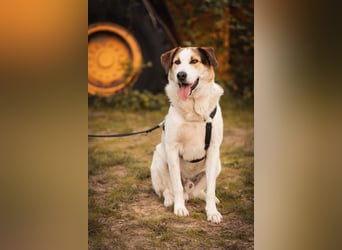 Sharky - Kinderfreund sucht Familie (47839 Krefeld)