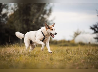 Sharky - Kinderfreund sucht Familie (47839 Krefeld)