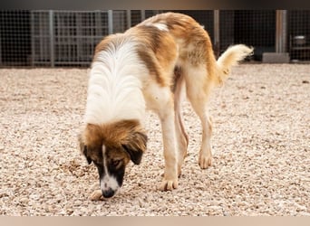 Bandon sucht sein großes Glück