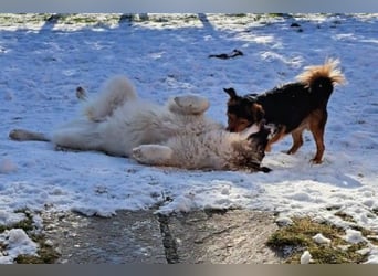 Ozora möchte überzeugen (84104 Rudelzhausen)