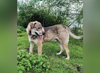 Charmanter Finn möchte die Welt erobern – hilfst du ihm dabei? (07806 Weira)