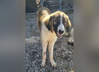 Bandon sucht sein großes Glück