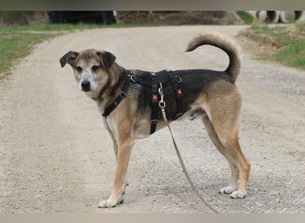 Rudi sehnt sich nach seiner eigenen Familie (84152 Mengkofen)