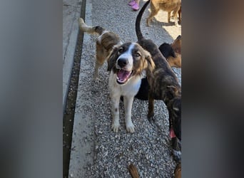 Bandon sucht sein großes Glück