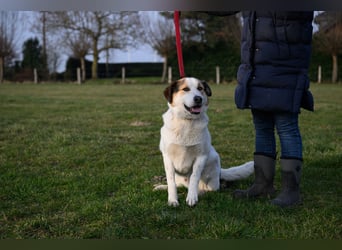 Sharky - Kinderfreund sucht Familie (47839 Krefeld)