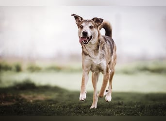 Rudi sehnt sich nach seiner eigenen Familie (84152 Mengkofen)