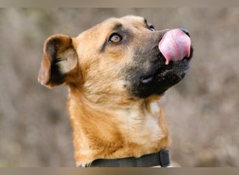 Maddox sucht Menschen, die ihm die Welt zeigen (73630 Remshalden)