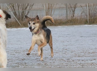 Rudi sehnt sich nach seiner eigenen Familie (84152 Mengkofen)