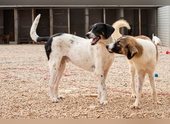 Bandon sucht sein großes Glück