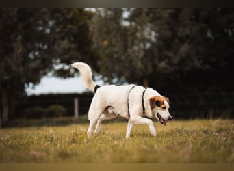 Sharky - Kinderfreund sucht Familie (47839 Krefeld)