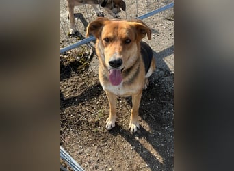 Lemmy - Verstehen Sie Hund? (07806 Weira)