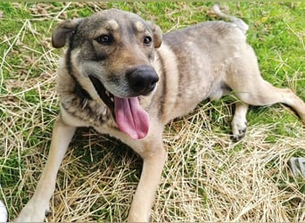 Charmanter Finn möchte die Welt erobern – hilfst du ihm dabei? (07806 Weira)