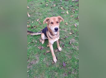 Lemmy - Verstehen Sie Hund? (07806 Weira)