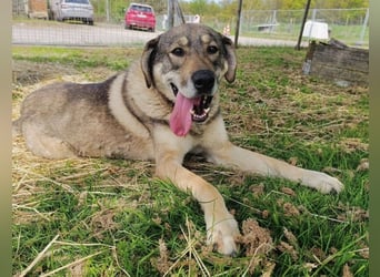 Charmanter Finn möchte die Welt erobern – hilfst du ihm dabei? (07806 Weira)