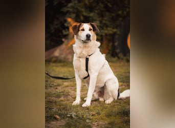 Sharky - Kinderfreund sucht Familie (47839 Krefeld)