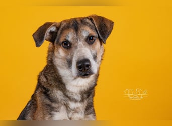 Rudi sehnt sich nach seiner eigenen Familie (84152 Mengkofen)