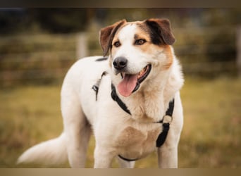 Sharky - Kinderfreund sucht Familie (47839 Krefeld)