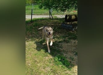 Charmanter Finn möchte die Welt erobern – hilfst du ihm dabei? (07806 Weira)