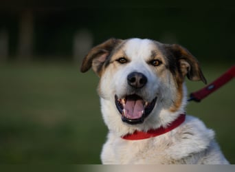 Sharky - Kinderfreund sucht Familie (47839 Krefeld)