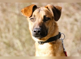 Maddox sucht Menschen, die ihm die Welt zeigen (73630 Remshalden)