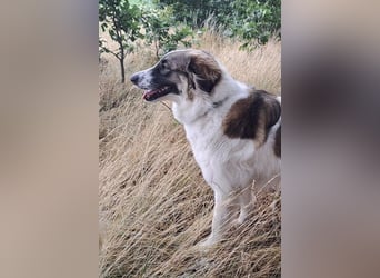 Ozora möchte überzeugen (84104 Rudelzhausen)