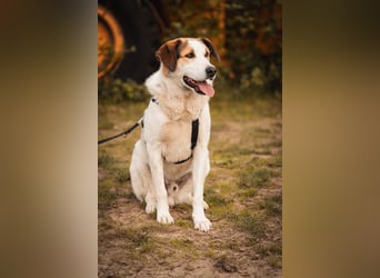 Sharky - Kinderfreund sucht Familie (47839 Krefeld)