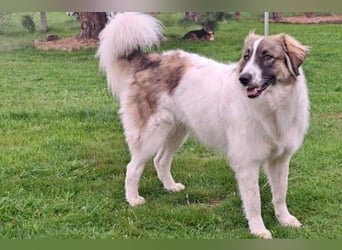 Ozora möchte überzeugen (84104 Rudelzhausen)