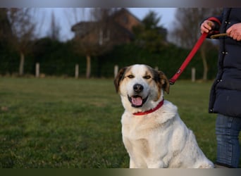 Sharky - Kinderfreund sucht Familie (47839 Krefeld)