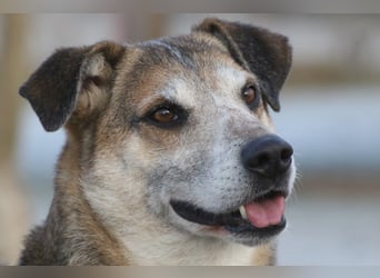 Rudi sehnt sich nach seiner eigenen Familie (84152 Mengkofen)