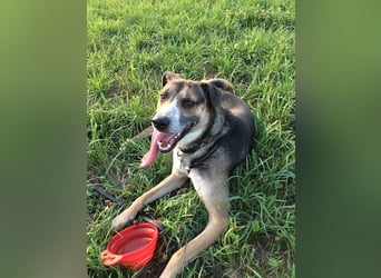 Rudi sehnt sich nach seiner eigenen Familie (84152 Mengkofen)