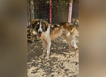 Bandon sucht sein großes Glück