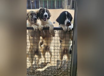 Bandon sucht sein großes Glück