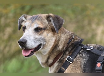 Rudi sehnt sich nach seiner eigenen Familie (84152 Mengkofen)