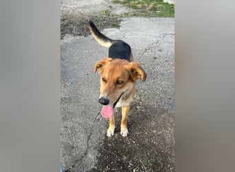 Lemmy - Verstehen Sie Hund? (07806 Weira)