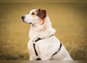 Sharky - Kinderfreund sucht Familie (47839 Krefeld)