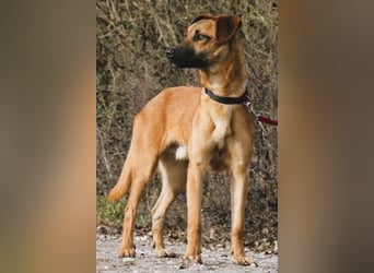 Maddox sucht Menschen, die ihm die Welt zeigen (73630 Remshalden)