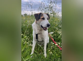 Sharky - Kinderfreund sucht Familie (47839 Krefeld)