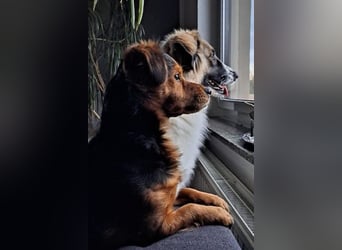 Ozora möchte überzeugen (84104 Rudelzhausen)