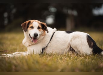 Sharky - Kinderfreund sucht Familie (47839 Krefeld)