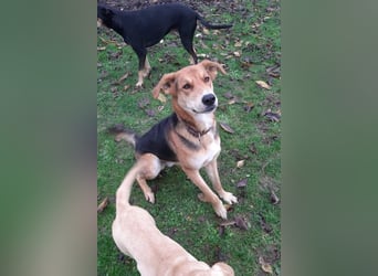 Lemmy - Verstehen Sie Hund? (07806 Weira)