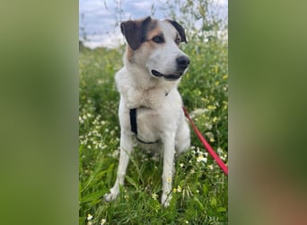 Sharky - Kinderfreund sucht Familie (47839 Krefeld)