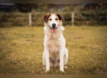 Sharky - Kinderfreund sucht Familie (47839 Krefeld)