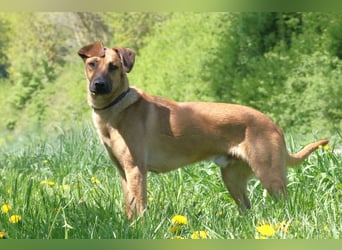 Maddox sucht Menschen, die ihm die Welt zeigen (73630 Remshalden)