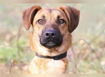 Maddox sucht Menschen, die ihm die Welt zeigen (73630 Remshalden)