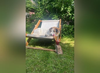 Sharky - Kinderfreund sucht Familie (47839 Krefeld)